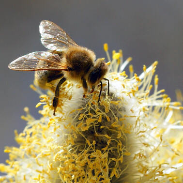Le pollen modifie la sensibilité aux pesticides
