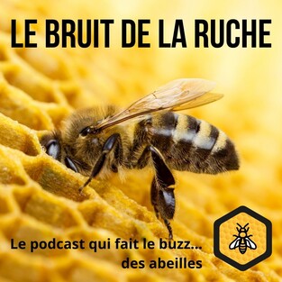 A écouter – Podcast – Le bruit de la ruche