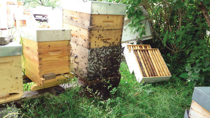 Renforcer ses colonies au printemps ou avant une miellée
