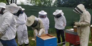 Découvrez l'apiculture Juin 2025