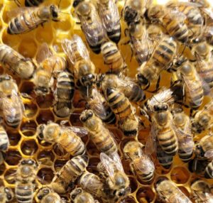 cadre abeilles pour comptage varroas