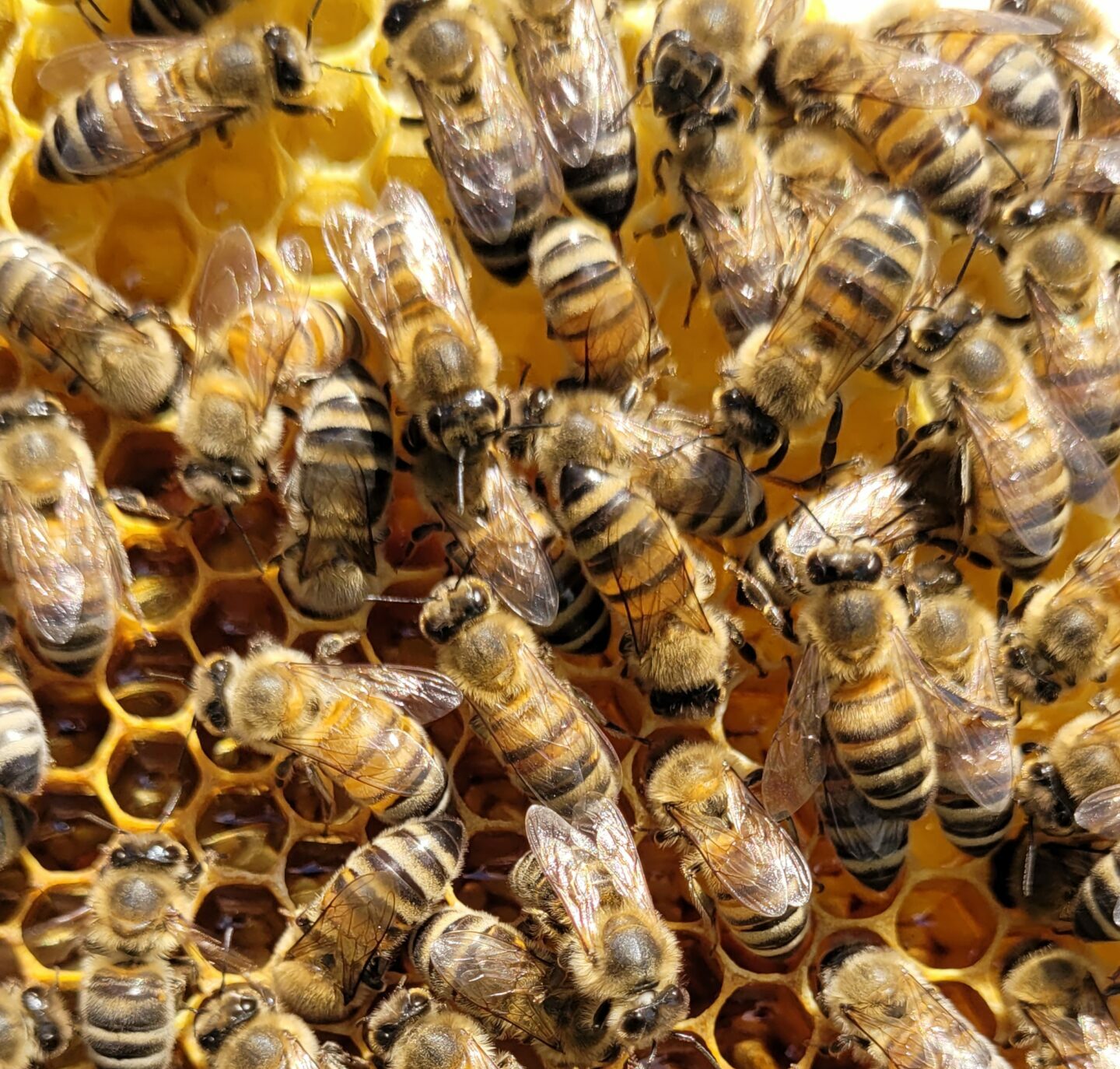 cadre abeilles pour comptage varroas